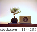 Jasper 1844168