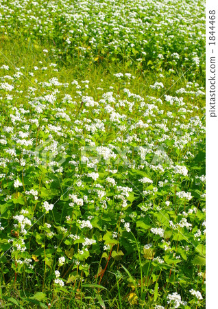 Buckwheat flowers Buckwheat flowers 1844468