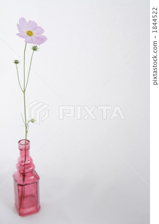 細粉紅色波斯菊與單一虛榮1 1844522
