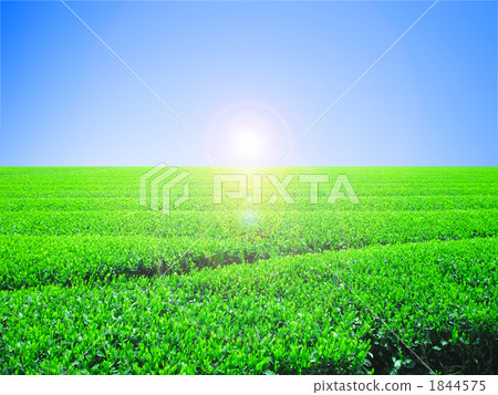 Blue sky and tea fields Solar backlight central synthesis 1844575