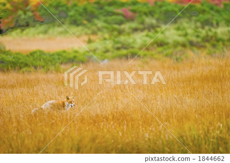 marsh, wetlands, ezo red fox 1844662