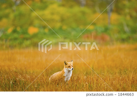 ezo red fox, fox, wild animal 1844663