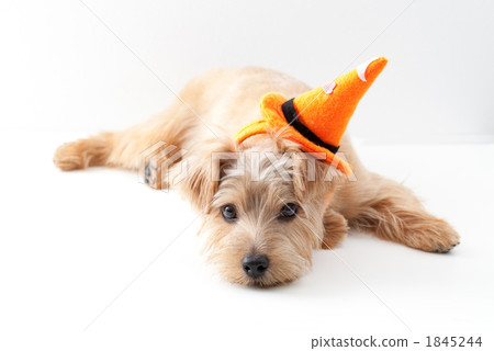 Norfolk Terrier Halloween 1845244