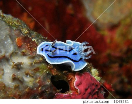 Misole Umizushi 1845381