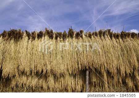  Raked rice and autumn sky 1845505