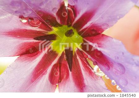 Ryu Coco Lane flowers 1845540