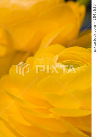 Yellow Ranunculus Flower 1845630