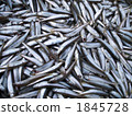 琵琶湖的小香魚 1845728