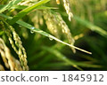 ear of rice, botanic, clarity 1845912