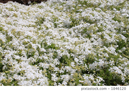 Moss phlox Moss phlox 1846120