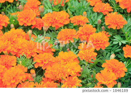 橙色萬壽菊 橙色萬壽菊 1846189