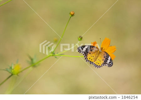 豪豬蝴蝶蝴蝶 豪豬蝴蝶蝴蝶 1846254