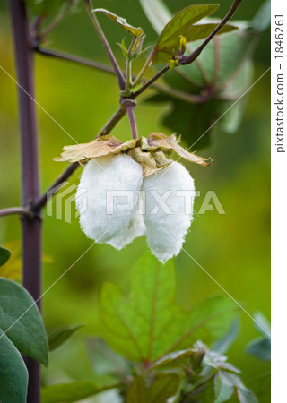 Cotton ball Cotton ball 1846261