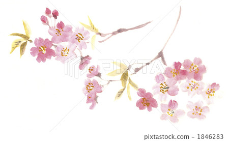 櫻桃樹 1846283