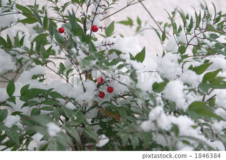 南方的天空在雪地裡 1846384