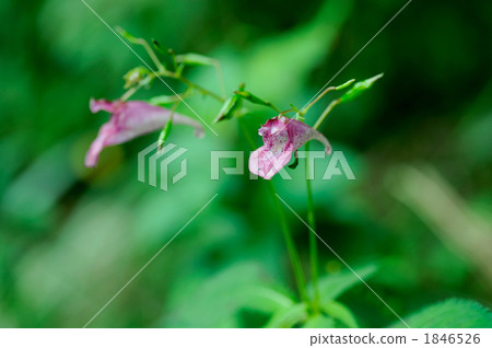 漁船草 1846526