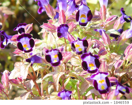 05 Torenia / Gamanohaguchi family 05 1846559