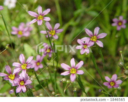 5月05日Nippusyakusyu和Iridaceae 12 1846565