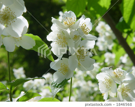 May 2005 Baikutsugi · hydrangeae 01 1846568