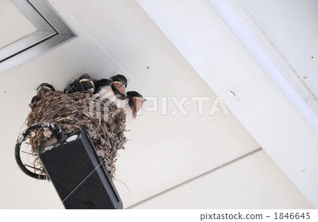 Swallow Swallow 1846645
