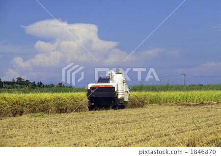 Rice reaping Rice reaping 1846870