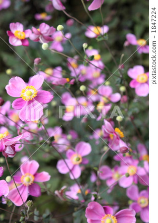打破碗花花 1847224