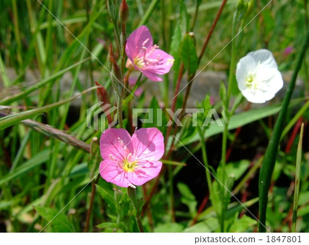 Akafu Yu化妝 1847801