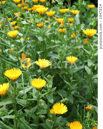 冬天無知 1847814