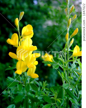 Himeenishida Himeenishida 1847822