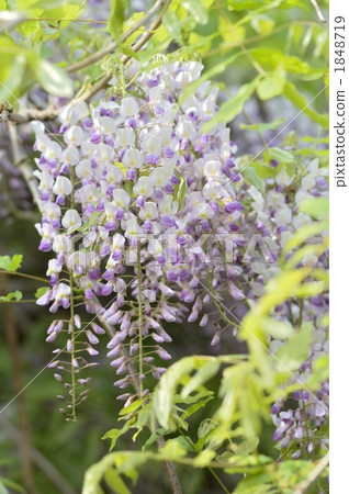 Wisteria 1848719