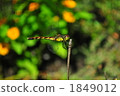Onyangma 1849012