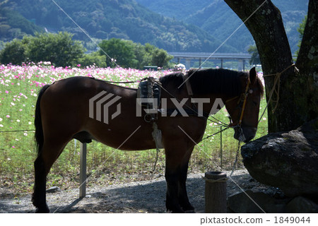 Cosmos festival and horse carriage Cosmos festival and horse carriage 1849044