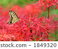 Swallowtail butterflies and amaryllis 1849320