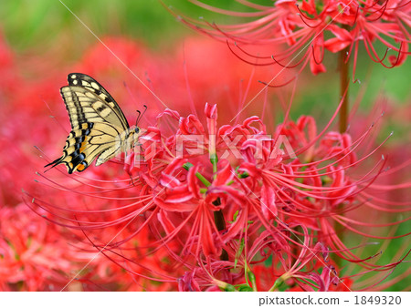 Swallowtail butterflies and amaryllis Swallowtail butterflies and amaryllis 1849320
