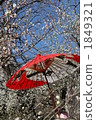 Plum Festival 2 1849321