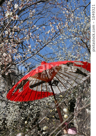 Plum Festival 2 Plum Festival 2 1849321