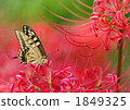 Swallowtail butterflies and amaryllis 1849325