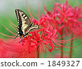 Swallowtail butterflies and amaryllis 1849327