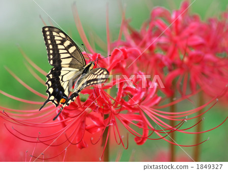 Swallowtail butterflies and amaryllis Swallowtail butterflies and amaryllis 1849327