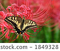 Swallowtail butterflies and amaryllis 1849328