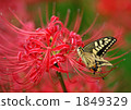 Swallowtail butterflies and amaryllis 1849329