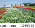Salvia field 1849342