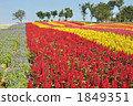 Flower garden 1849351