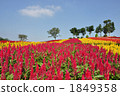 Flower garden 1849358