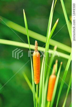 長苞香蒲 1849380