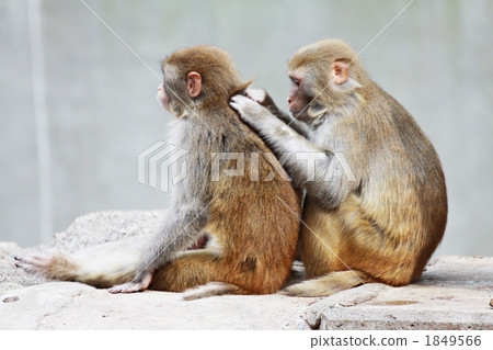 animal, animals, monkey 1849566