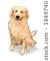 Dog Golden Retriever 1849740