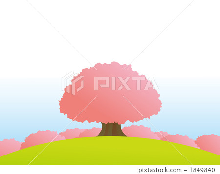 Cherry Blossoms	 1849840