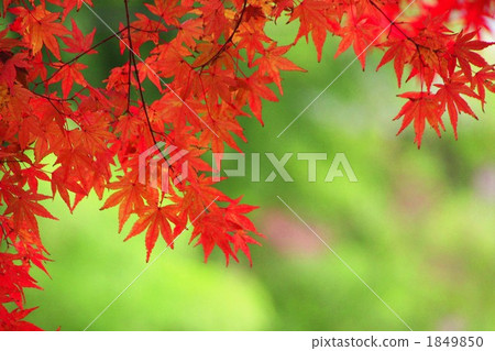 Autumn leaves at the foot of Bandai (Tsuchi Shrine) Autumn leaves at the foot of Bandai (Tsuchi Shrine) 1849850