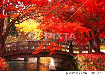 Autumn leaves at the foot of Bandai (Tsuchi Shrine) 1849873
